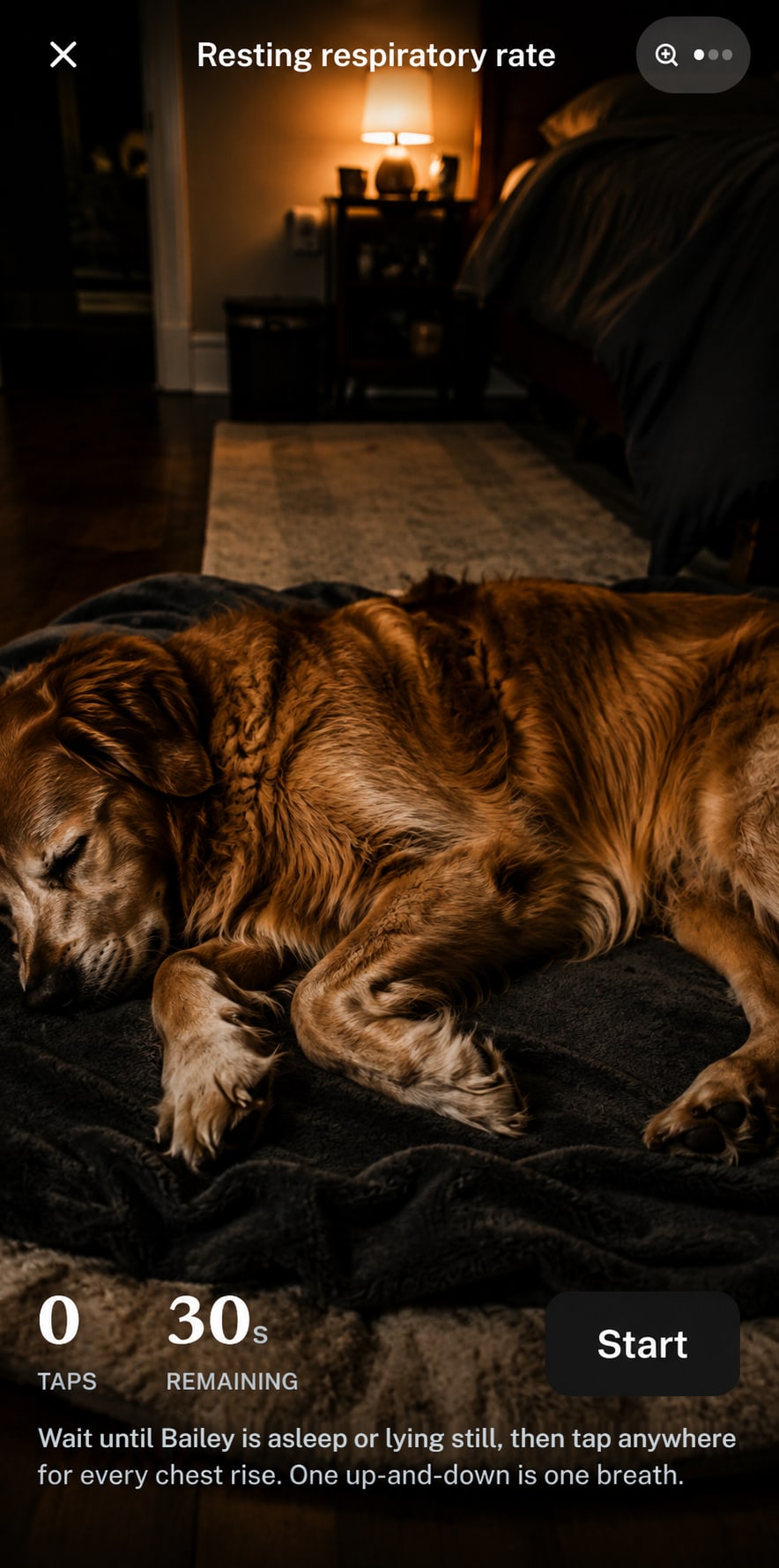 The resting respiratory rate screen: a live camera preview of a sleeping golden retriever, with the tap counter, 30-second timer and instructions overlaid